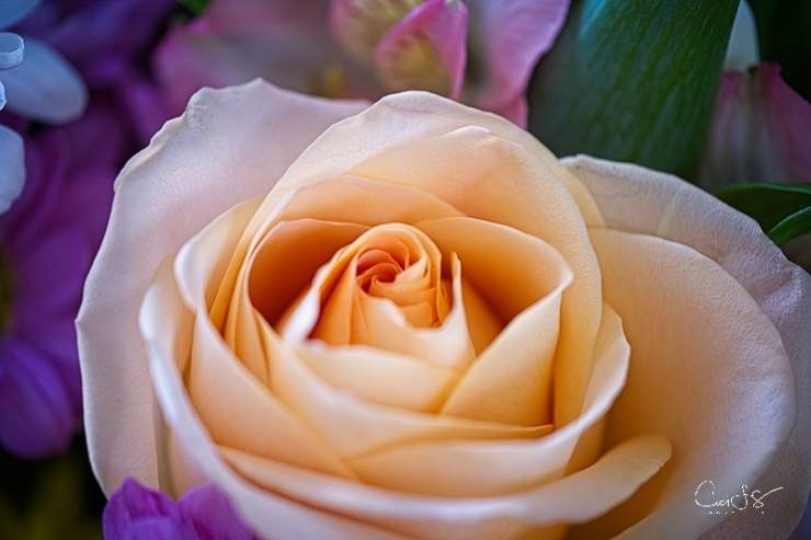 Peach rose closeup