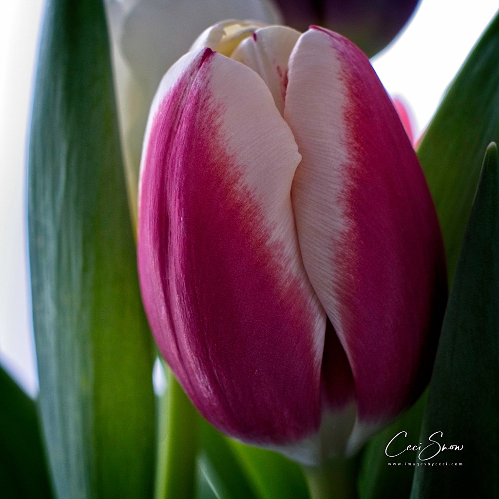 variegated tulip head