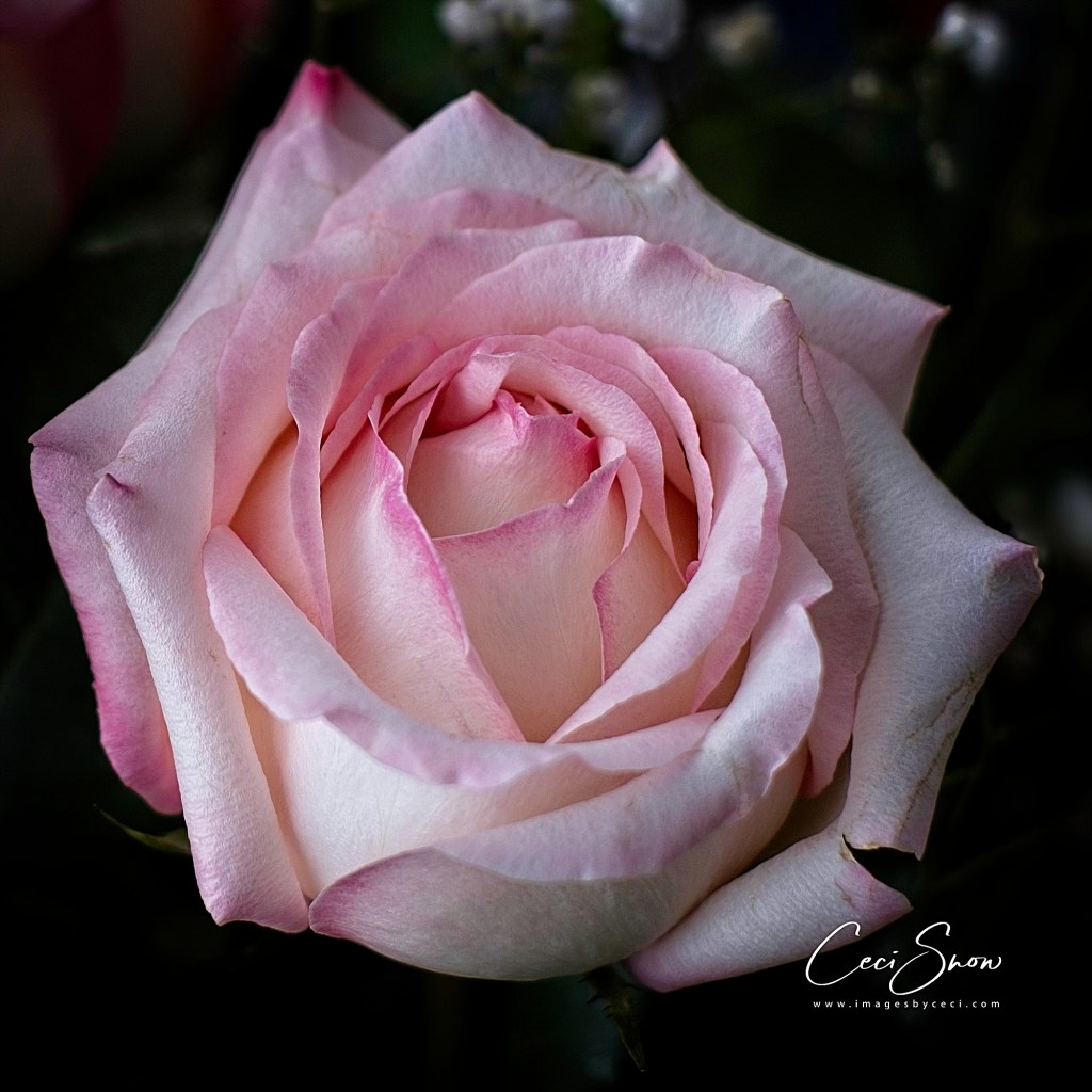 Pale pink large rose bud