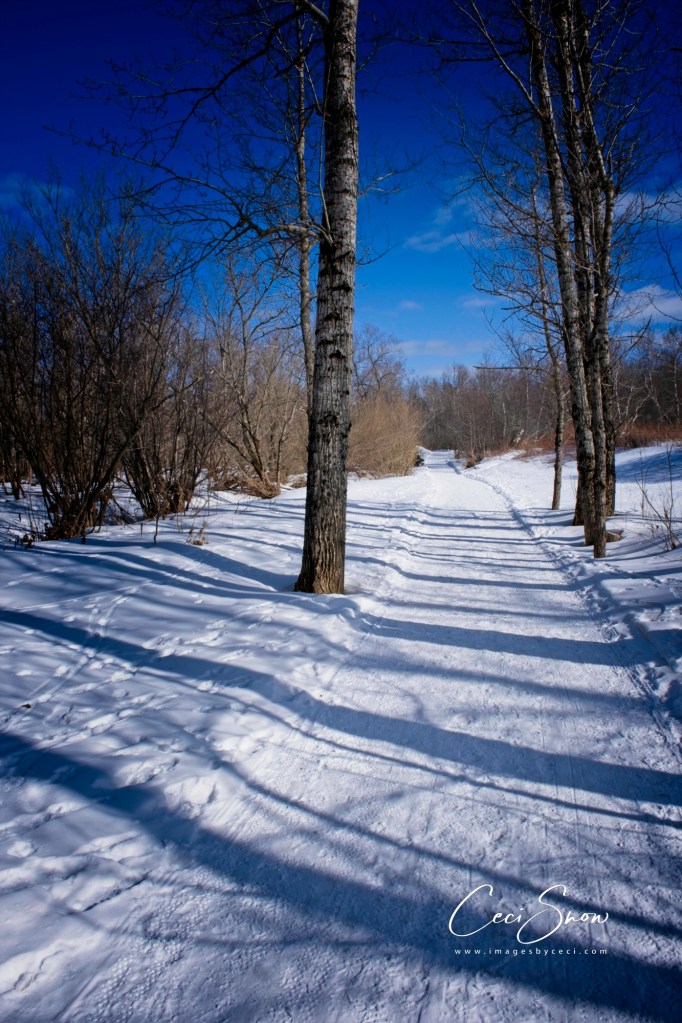 Sussex Corner nature trail in winter