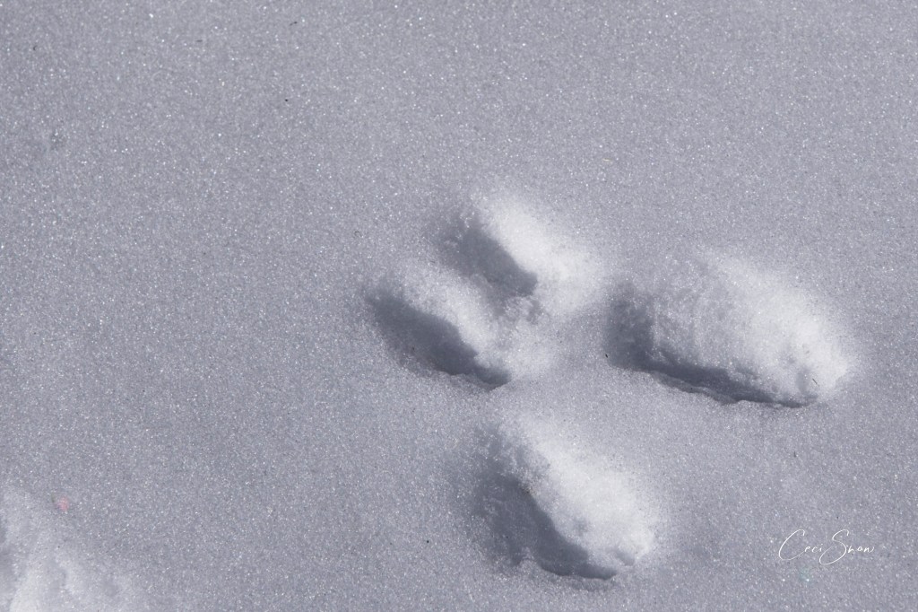 rabbit footprint