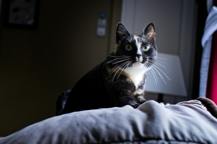 Calico kitty