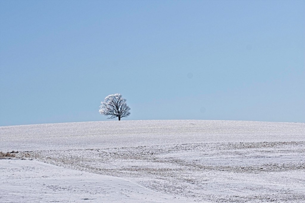 Huge maple tree standing alone at the top of a snow covered hill.