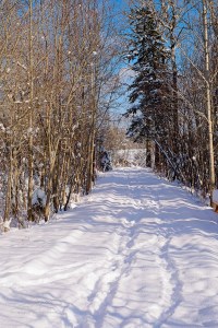 Snow covered walking trail through the woods in winter.