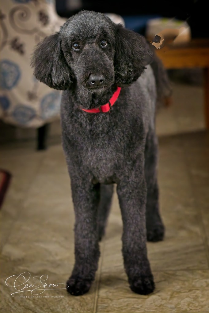 black standard poodle