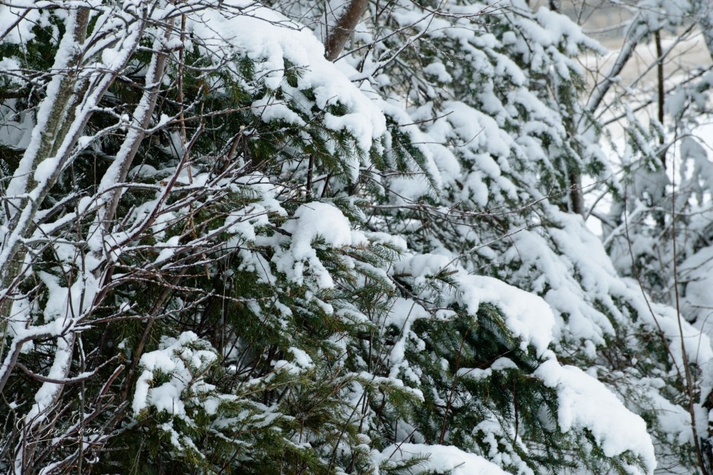 snow on tree branches