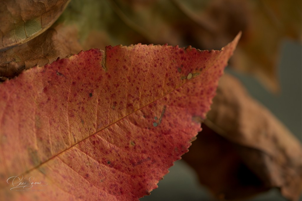 Red leaf fallen on the ground.