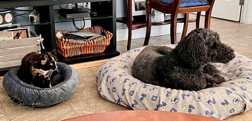 Cat and dog in beds on the floor.